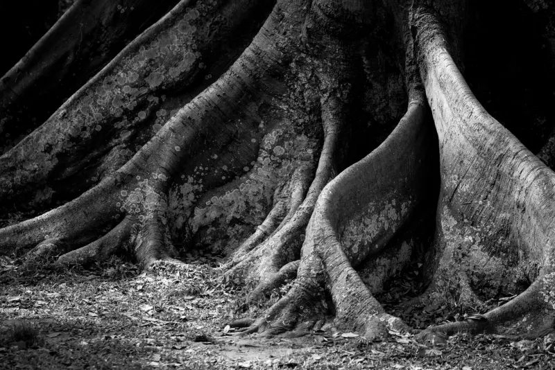 Bent, Knotted, and Still Standing: Why the Crooked Path Makes You Stronger