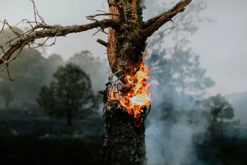 Burn It Down to Build It Better: What Forest Fire Management Teaches Us About Career Reinvention