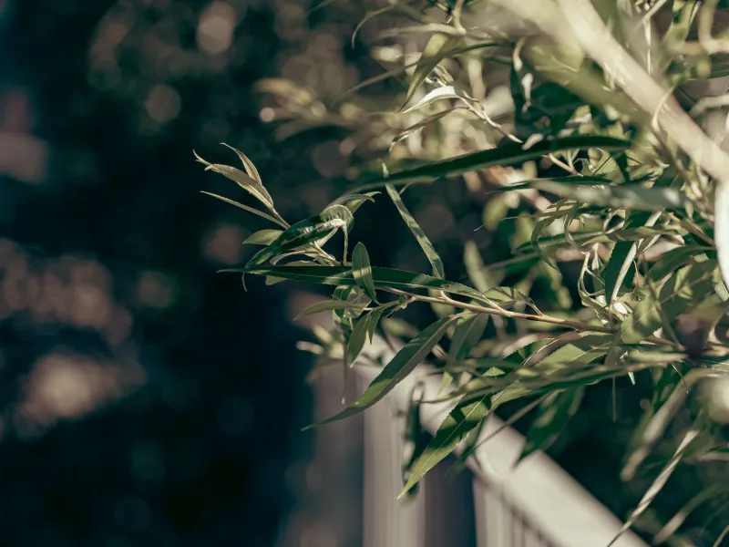When Other People's Weeds Start Growing in Your Garden: Spotting the Energy Vampires That Are Quietly Choking Your Life