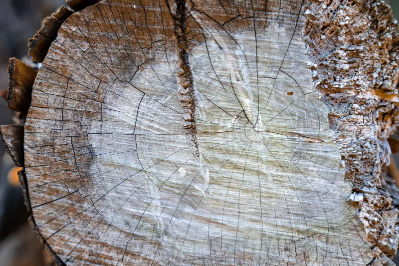Every Scar Tells a Season: How to Read the Growth Rings of Your Own Life