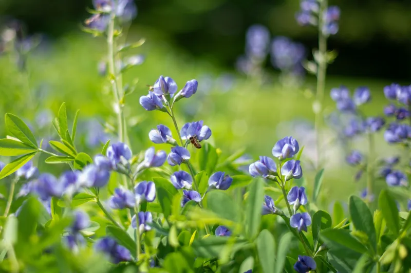 From Grass to Glory: How Americans Are Letting Their Yards Go Beautifully Wild