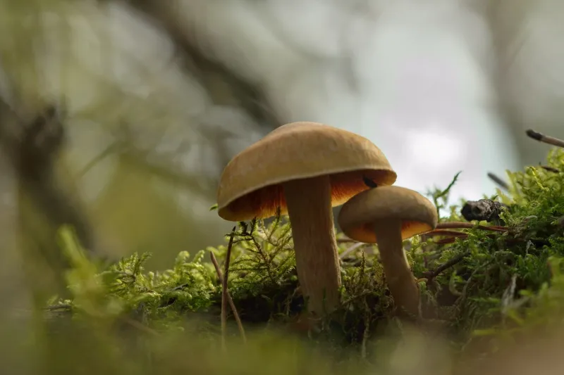 What Trees Know That We've Forgotten: The Hidden Social Network Living Under Every Forest