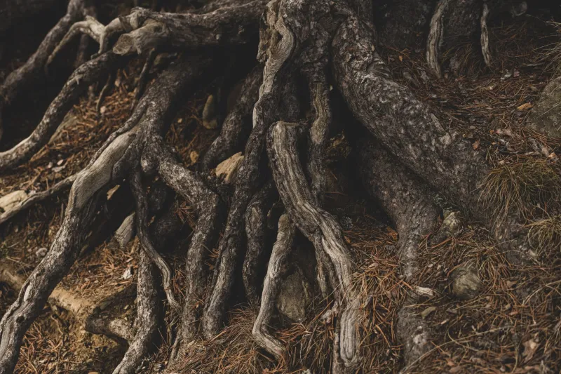 The Loneliness of the Self-Made Myth: What Underground Fungal Networks Reveal About Your Brain