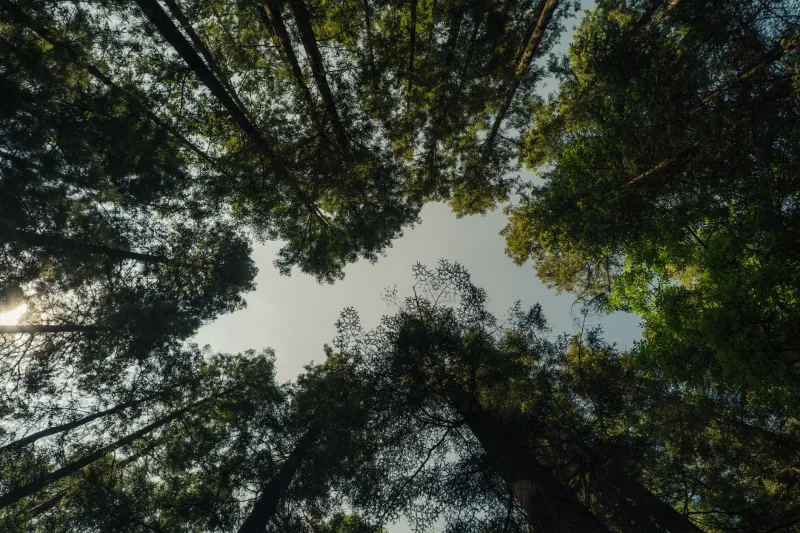 Nobody Grows Alone: What Forest Canopies Reveal About Mentorship and Success