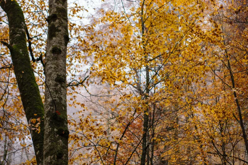 Stop Trying to Bloom in January: The Case for Living by Nature's Calendar