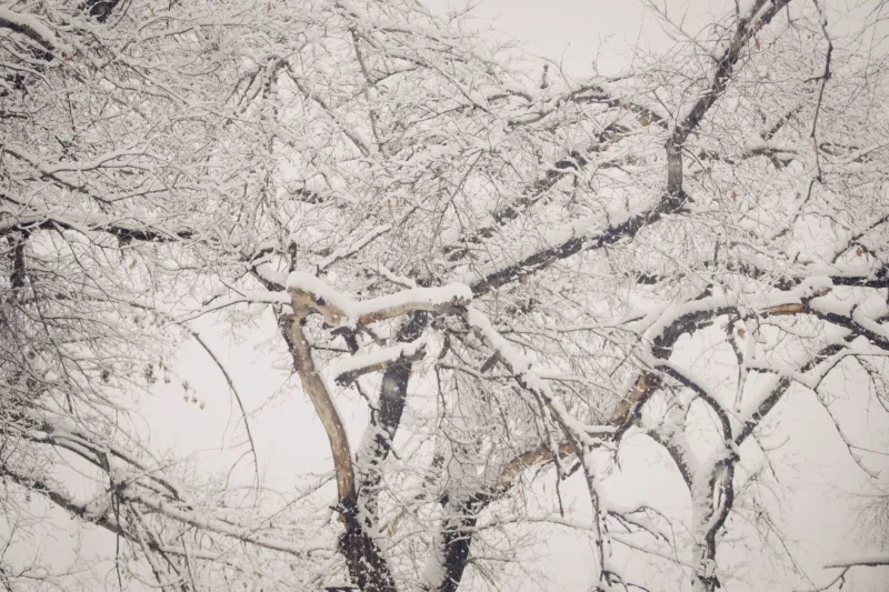 What Bare Branches Already Know: The Case for Letting Yourself Go Dormant This Winter