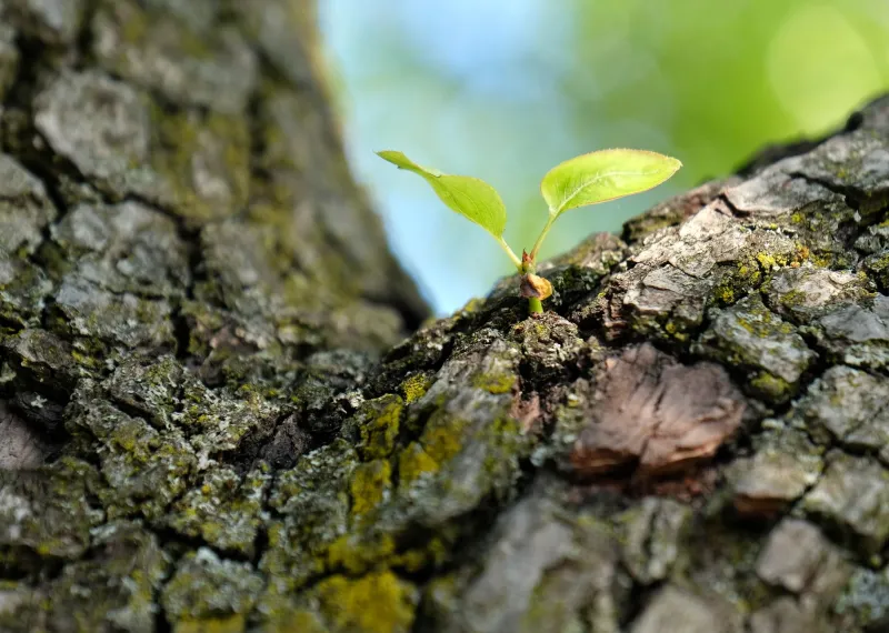 What the Wound Left Behind: The Surprising Strength Hidden Inside Your Hardest Years