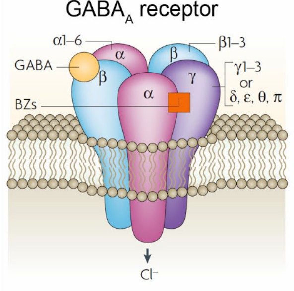 什麼是GABA受體？